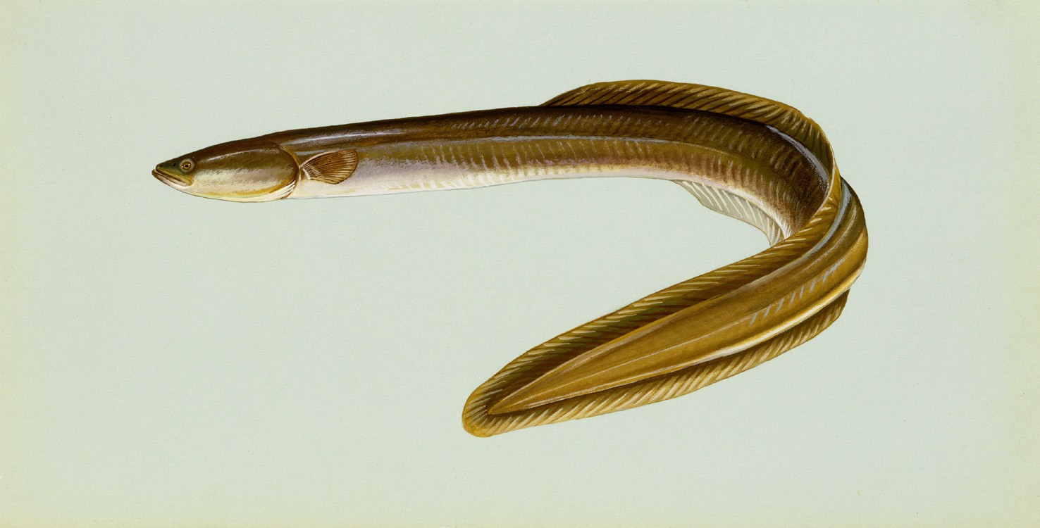 American Eel Source: Raver, Duane. http://images.fws.gov. U.S. Fish and Wildlife Service.