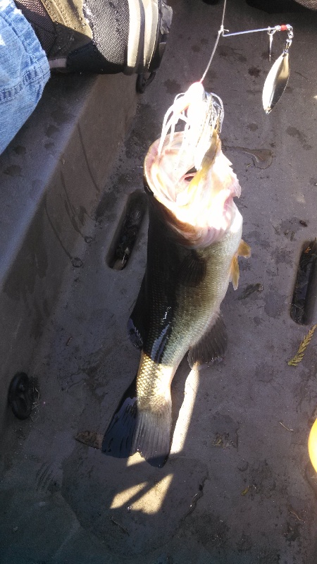 bass #4 near Gig Harbor