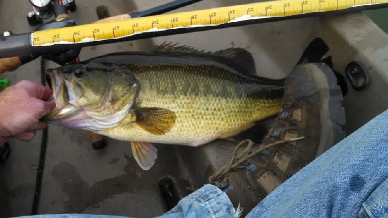 turnover bass near Tracyton