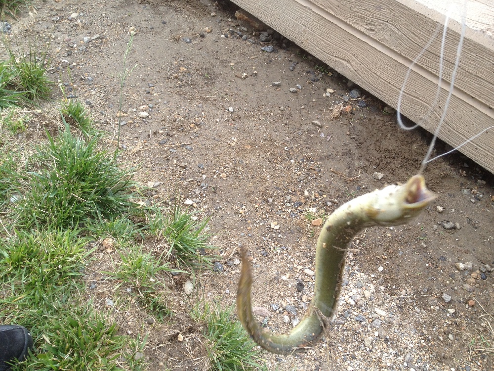 American Eel Details - WA Fish Finder